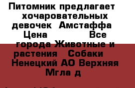 Питомник предлагает 2-хочаровательных девочек  Амстаффа › Цена ­ 25 000 - Все города Животные и растения » Собаки   . Ненецкий АО,Верхняя Мгла д.